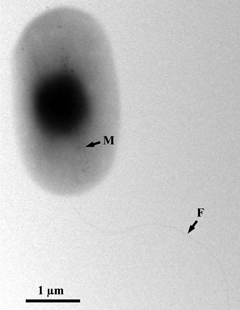A cell of the magnetotactic bacterium BW-1; it may fuel biotech and nanotech discoveries: Photograph by Dennis Bazylinski and Christopher Lefèvre
